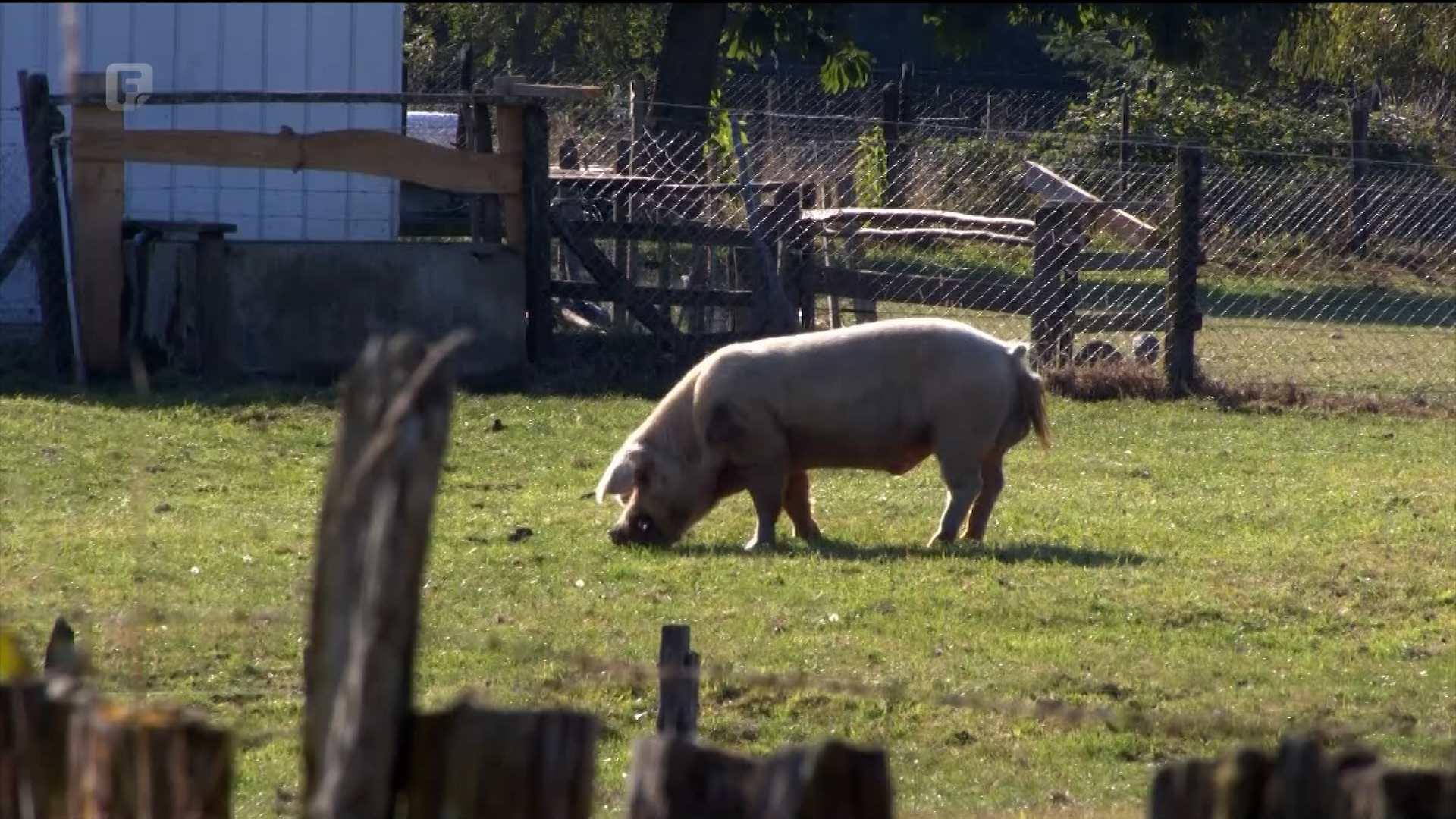 Donirana oprema za prevencije afričke svinjske kuge